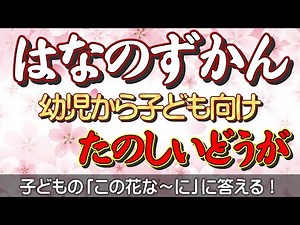 【幼児～子ども向けの花の図鑑】季節の代表的な花20種類を、写真ではなく実写の動画で分かりやすく解説。知育動画の決定版です！子どもに「この花な～に」と聞かれて、答えられない「もどかしさ」から解放します。