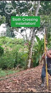 We started this project back in 2019 with almost no funds at all, but with a lot of will to start a little change in our community. We had no idea back then how big this project was going to become; now, we have surpassed the installation of 250 bridges in the South Caribbean of Costa Rica, and little by little, we want to expand this project to further areas. Thank you to everybody who donated, and to everyone who opened their homes to install a bridge! | The Sloth Conservation Foundation