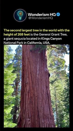 The Scale of Earth’s Second Largest Giant Sequoia