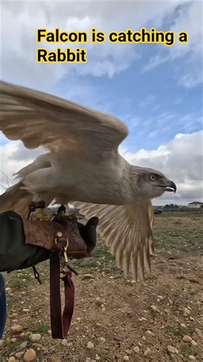 Falcon CATCHES Rabbit During Hunting#falcon #rabbit #hunting