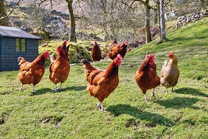 Best Backyard Chicken Breeds – Mother Earth News