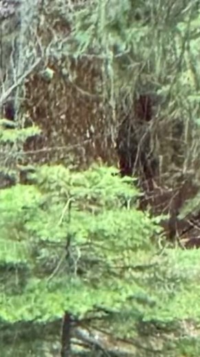 9.1K views · 231 reactions | Sasquatch-Like Creature on Camera & Hoopa Sounds Recorded #bigfoot #skunkape | Rocky Mountain Sasquatch Organization | Facebook