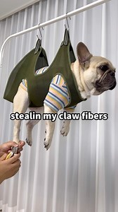 1.1M views · 30K reactions | How We Cut Our Angry French Bulldog’s Nails | Griffin Frenchie | Facebook