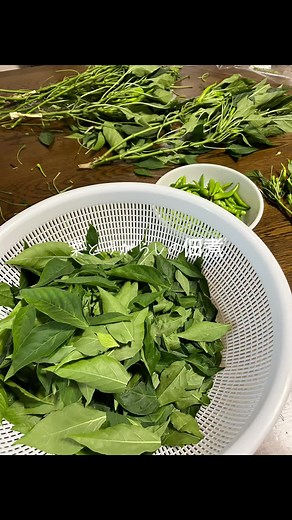 葉とうがらしの佃煮の作り方