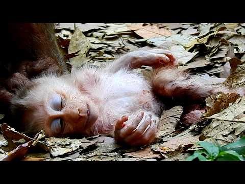 Breaking news! Libby and baby monkey Levy was grabbed by organization to rescue for baby Levy