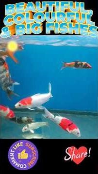 🐟Big, Beautiful and Colourful Fishes you have ever seen 🐟🐳🐬