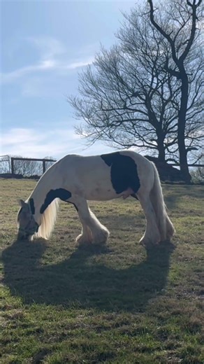 Grazing in the Grass