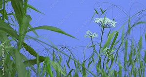 Field Grass and Umbelliferae Narrow Long Leaves Plants on a Lawn or Flowered on Blue Screen Sunny Summer Day Green Grass Blades Are Swaying at the Wind