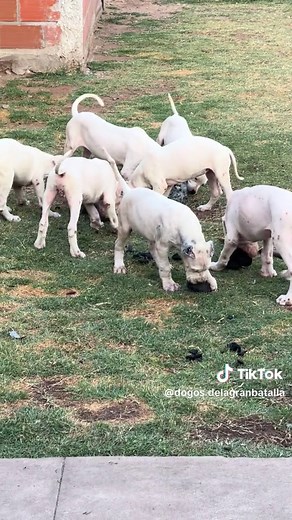 ✨DOGOS ARGENTINOS✨ en TikTok