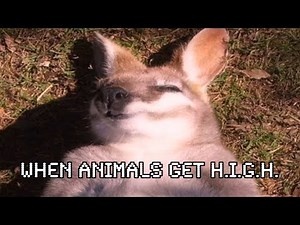 When Animals Get “Elevated”