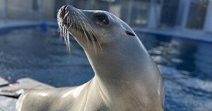 Ronan the Sea Lion Is Probably Better Than You at Keeping a Beat