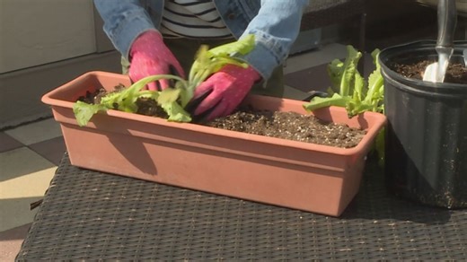 Grow with KARE: Perennials for container gardening