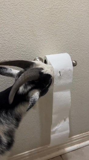 1.6K views · 19 reactions | “Goat Tries Food and Goes Crazy – Funny Video!”• • • • • #goat #goatsofinstagram #farmlife #farm #goatlife #animals #babygoats #goatlove #goatfarm #goatstagram #farmanimals #sheep #goatsofig #goatlover #goatkids #football #nigeriandwarfgoats #homestead #nature #chickens #goatyoga #viral #love #messi #fyp #babygoat #goatmilk #goatselfie #pygmygoats #ronaldo | Shannonparsons | Facebook