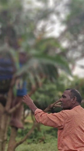 kesar mango pruning #mango pruning #kesar Pruining||| Mango Pruining|| Mango cutting#farming