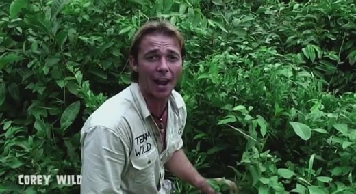 Catching and eating tarantulas as traditional protein source