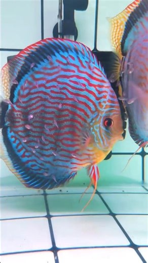 discus fish breeding pair #aquarium #feeds