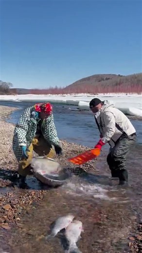 Monster Fish Caught with Traditional Fishing Method!
