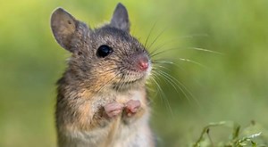 El hit del año: Rata interpreta canción con la armónica y es un éxito en Spotify