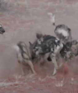 Wild dogs digging warthog | Alley Way