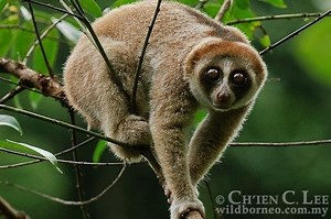 New species of slow loris introduced - UPI.com