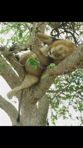 18K views · 296 reactions | A big male lion sneezing (and nearly...