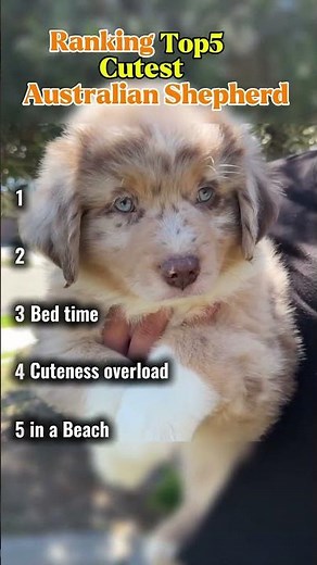 ranking top 5 cutest Australian shepherd I've ever seen #animals #australianshepherd #cute
