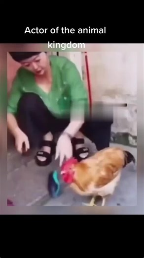 Funny Chicken Videos: The Entertaining Animal Actor