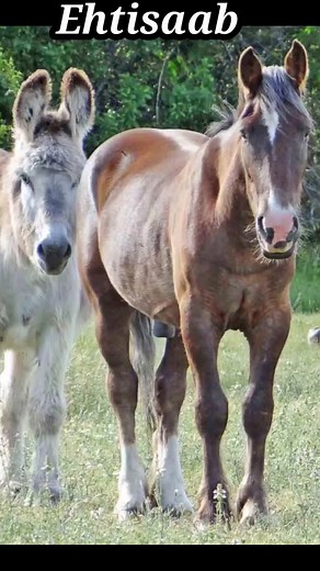 993K views · 7.6K reactions | Jahil se mat uljen//Beautiful short story by Athar Manigami | 퐄퐡퐭퐢퐬퐚퐚퐛 | Facebook