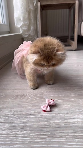 Caglar House Cattery TikTok'ta