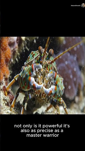Faster Than a Bullet: The Mantis Shrimp’s Insane Punch Power