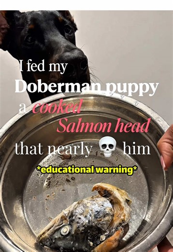 Everything You Need to Know About Doberman Puppies