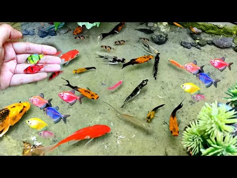 Catching Colorful Ornamental Fish in the Pond! So Beautiful 😱