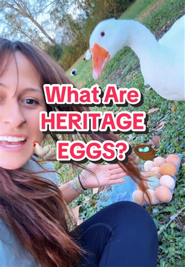 Understanding Heritage Eggs in Poultry Farming