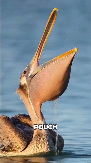The Bird That Eats Too Much