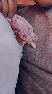 5.6K views · 370 reactions | Safe, happy, and free—a life that all turkeys deserve. 旅❤️ Please remember this heartwarming video this #CanadianThanksgiving weekend! : Tabea the turkey spending quality time with Joar Berge | Lebenshof Odenwald | Animal Save Movement | Facebook