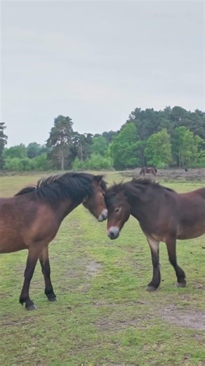 Wild Horses Stand on Two Legs Communicating on the Grassland
