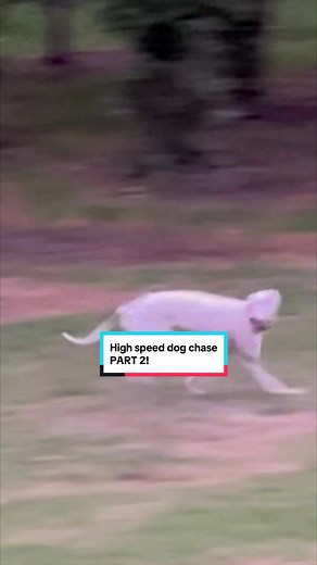High Speed Dog Chase Part 2! Exciting Police Dog Pursuit