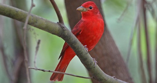 Summer Tanager Identification, All About Birds, Cornell Lab of Ornithology
