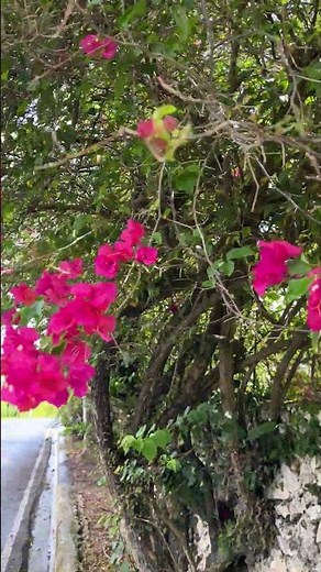 Beneficios de la bugambilia. #remediosnaturales #nature #plantas