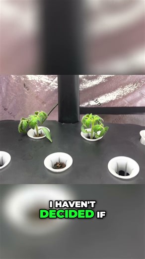 Tomato Planting Secrets: Grow Amazing Tomatoes!