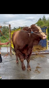 393K views · 1.5K reactions | Sapi raksasa #sapi #cow #bull | Revan Dolan Kandang | Facebook