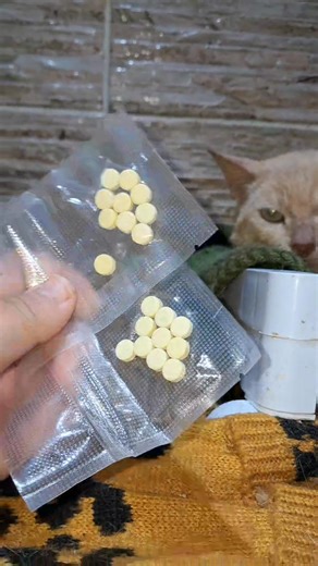 Only 20 days left for grumpy to be FIP free. You have no idea the battle that happens in my kitchen to get this medication in this boy. But I can't do it no more. He is a sleeping monster now. Grumpy bit me hard and now my feelings are hurt 💔❤️‍🩹 I talked to every cat person I know in the country about how to get my hands on pills. A rescue guy in Casablanca city could help. The medication got to me in 48 hours but I haven't paid a penny yet to the guy. I owe him 680$ for these pills (and the 