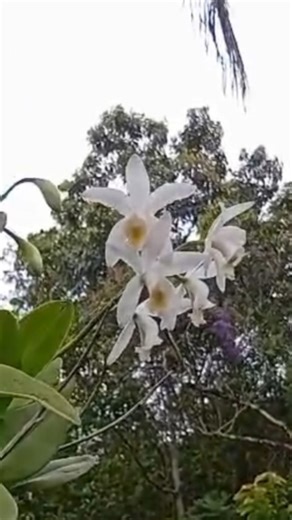 Joao Paulo Marques De Oivera on Instagram: "Uma linda cattleya harrisoniana alba em seu habitat natural,um achado rarissimo!#natureza #foryoupage #orquideas #foryoupageシforyou"