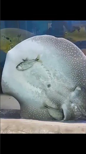 The Freshwater Stingray’s Secret Hunting Style #shorts