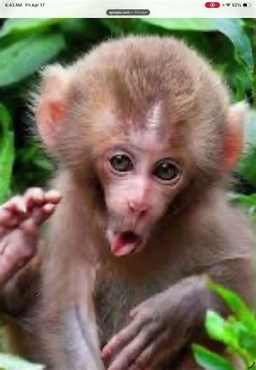 Banana monkey meme #monkey #funny #babymonkey