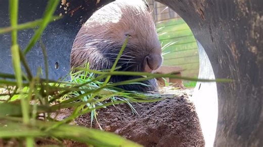 3.1K views · 50 reactions | 璉 Cape Porcupine Trivia! Did you know? Cape porcupines are the largest rodents in Africa and can weigh up to 40 pounds! They are mostly herbivores, munching on roots, tubers, and fruits. Here’s a fun challenge: True or False? Cape porcupines can float in water. 樂 We will update this post on Monday with the answer! | Lake Superior Zoo | Facebook