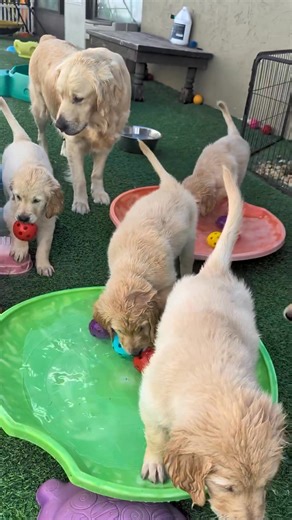 ✨ Water Exposure ✨ You have to love how one day we wake up to frost and ice covering everything and then the next it's warm enough to dip our paws in the water 🤷🏼‍♀️ Florida is weird... The last few days I've watched the puppies chasing and trying to play with the hose water when I'm cleaning up the yard, so since it significantly warmed up I filled up a little "pool" for them to play in 🤗 | SW Retrievers