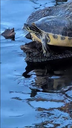 Soft Shelled Turtle Swims to Yellow Bellied Slider Turtles & Florida Red Bellied Cooters Lake Eola