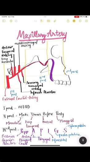 Vishwasni Chaudhary on Instagram: "The maxillary artery, the largest terminal branch of the external carotid artery, supplies deep facial structures, including the jaws, teeth, muscles of mastication, nasal cavity, and dura mater. Originating behind the mandibular neck, it passes through the infratemporal fossa in three segments (mandibular, pterygoid, pterygopalatine) before terminating in the pterygopalatine fossa. Anatomy and Course Origin: Arises from the external carotid artery (ECA) behind