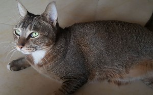 什么是 Unix Linux 类UNIX？